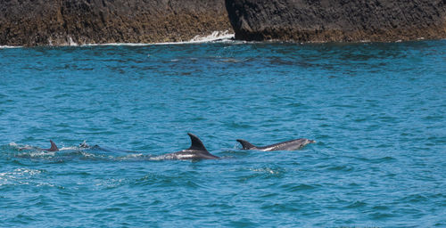 View of dolphin swimming in sea