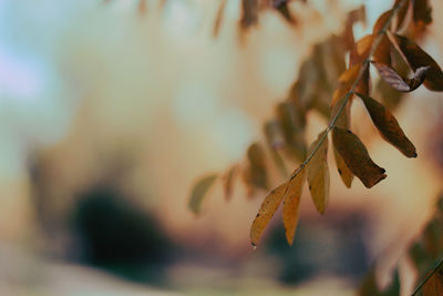 Close-up of dry leaves on plant against sky