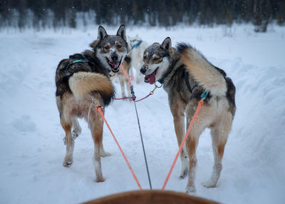 Sled dogs on snow covered field