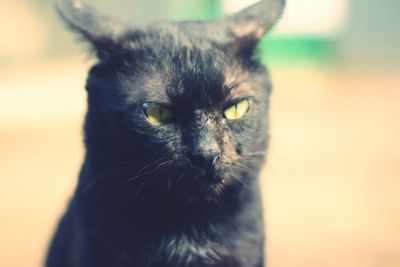 Close-up portrait of black cat