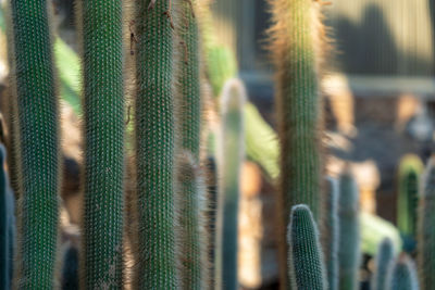 Full frame shot of succulent plant