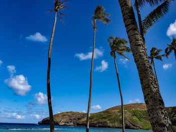 Low angle view of coconut palm trees against blue sky