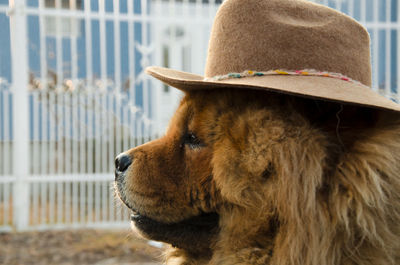 Chow chow wearing a hat nikon d7000
