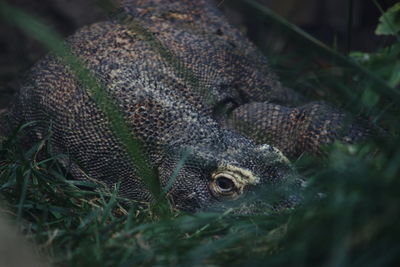 Komodo dragon hiding on field