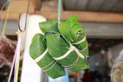 Close-up of potted plant