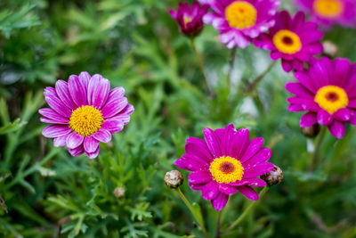 Close up purple flower daisy garden.