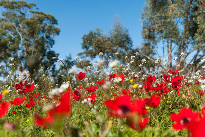 Close-up of red flowering plants on field