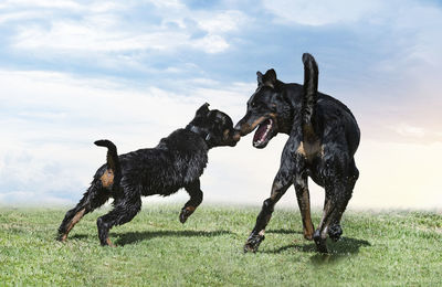 Dogs running on grassy field