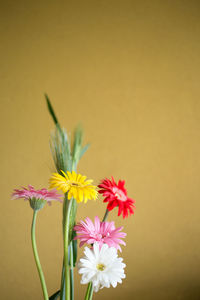 Close-up of gerbera daisies against wall