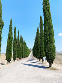 Panoramic view of cypress trees against sky