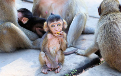 Monkey sitting on a rock