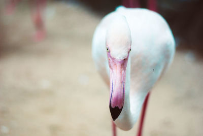 Close-up of bird