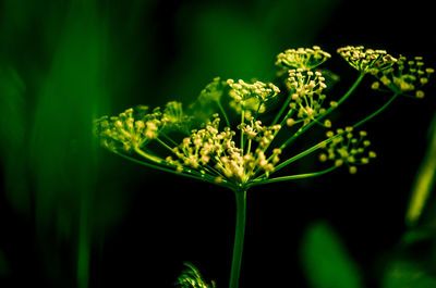 Close-up of flowering plant against black background