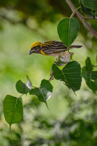 Close-up of bird perching on plant