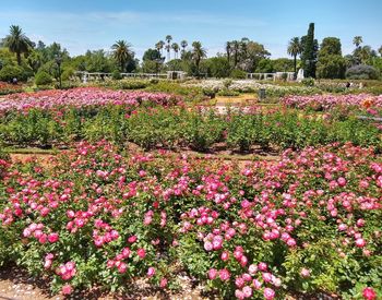 Pink flowering plants on field