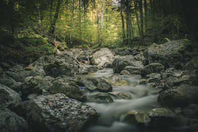 Stream flowing through rocks in forest