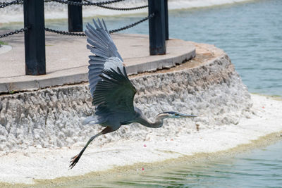 Bird flying over sea