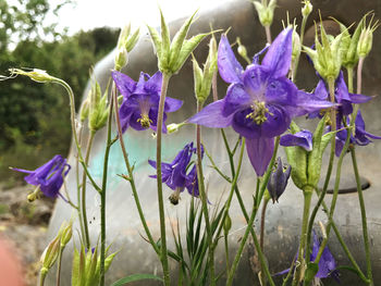 Close-up of purple iris flowers