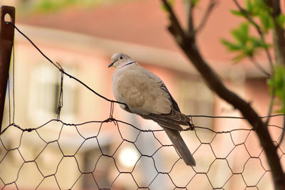 Close up of bird perching on the fence