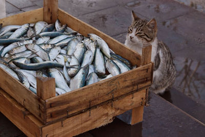 Cat on floor looking at a box of fish 