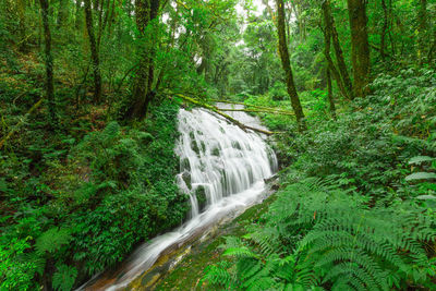 Scenic view of waterfall in forest