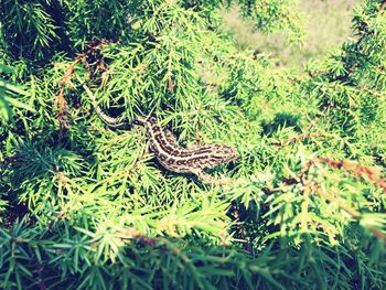 Close-up of pine tree