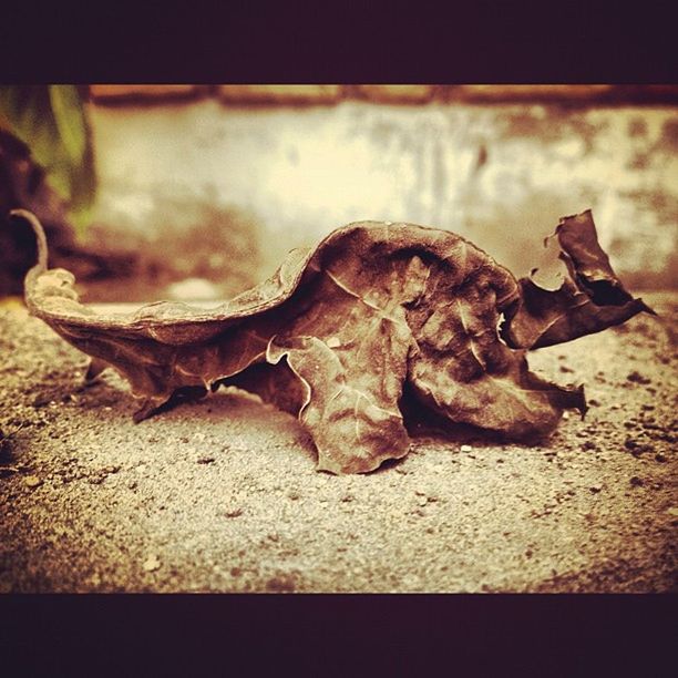 close-up, abandoned, deterioration, damaged, selective focus, obsolete, weathered, metal, dry, old, no people, outdoors, rusty, focus on foreground, dirty, day, auto post production filter, dead animal, run-down, death