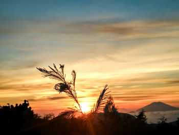 Silhouette plants against sky during sunset