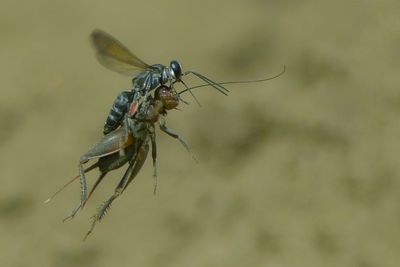 Close-up of insect