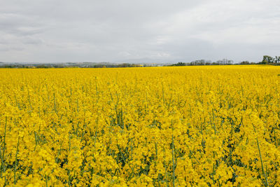 Scenic view of oilseed rape field against sky