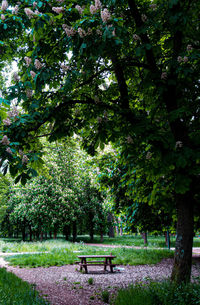 Trees in park