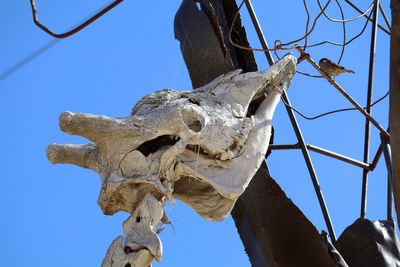 Low angle view of animal skeleton and sparrow perching on metal wire