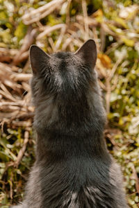 Close-up of cat looking away