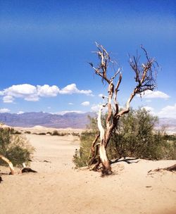 Bare trees on landscape