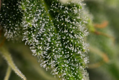 Close-up of frozen leaves on tree during winter