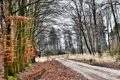 Road amidst trees in forest