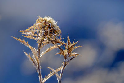 Close-up of dried plant