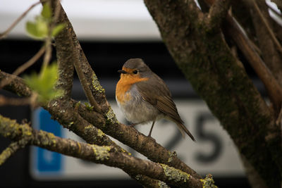 Close-up of bird perching on tree