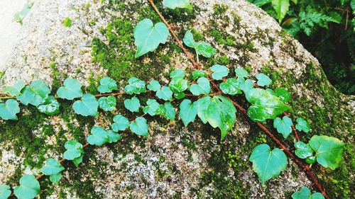 Close-up of ivy growing on tree trunk