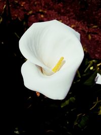 Close-up of white flower blooming outdoors