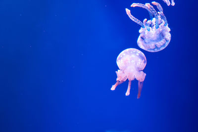 Jellyfish swimming in sea