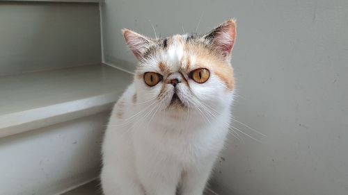 Close-up portrait of a cat