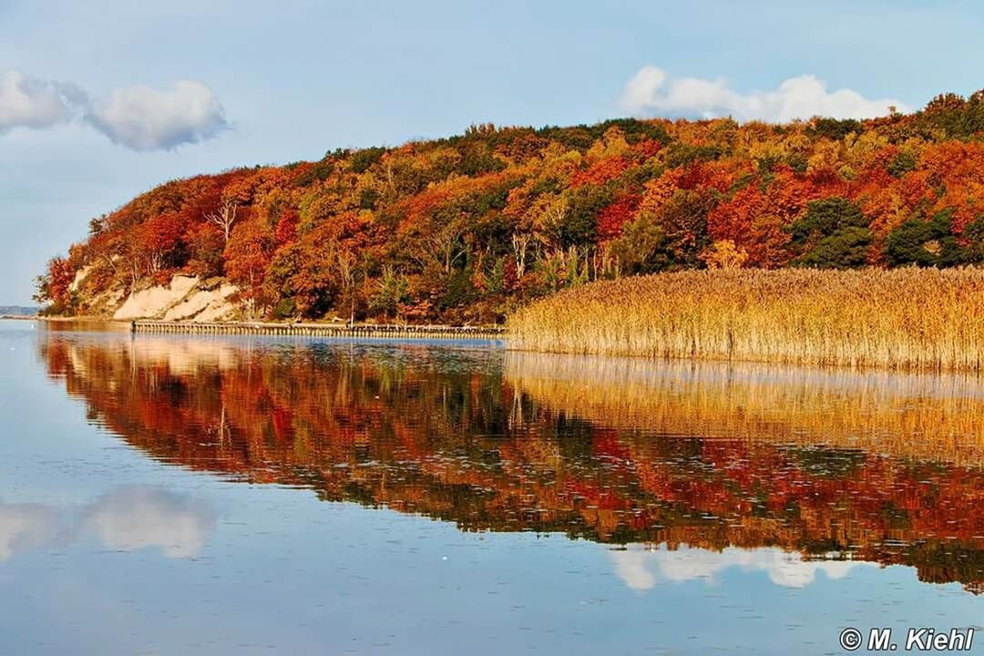 REFLECTION OF TREES IN WATER