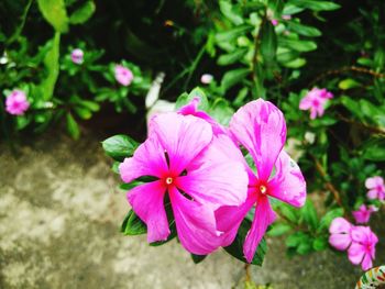 Close-up of pink cosmos blooming outdoors