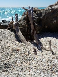 Close-up of lizard on beach against sky