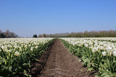 Scenic view of agricultural field against clear sky