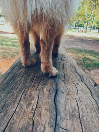 Close-up of cat on wood