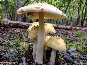 Mushrooms growing in forest