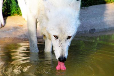 White stray dog drinking water from pond