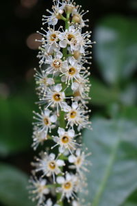 Close-up of white flowering plant